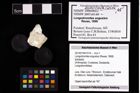 Foto (Objekt + Etikett) von Longodromites angustus (Reuss, 1858)  (NHMW-GEO-2014-0194-1014)